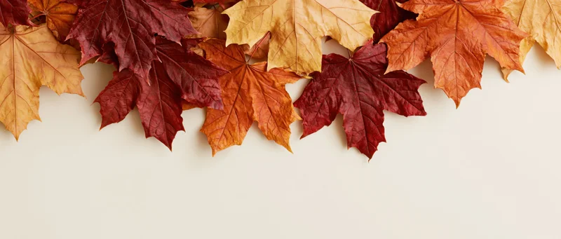 Dried maple leaves arranged in a border along the top of a plain surface with copyspace below