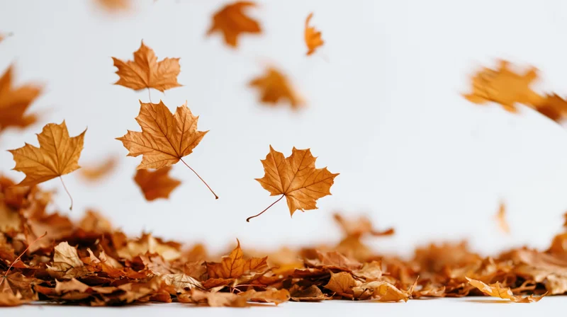 Dried maple leaves swirling in mid-air above a pile on a white surface