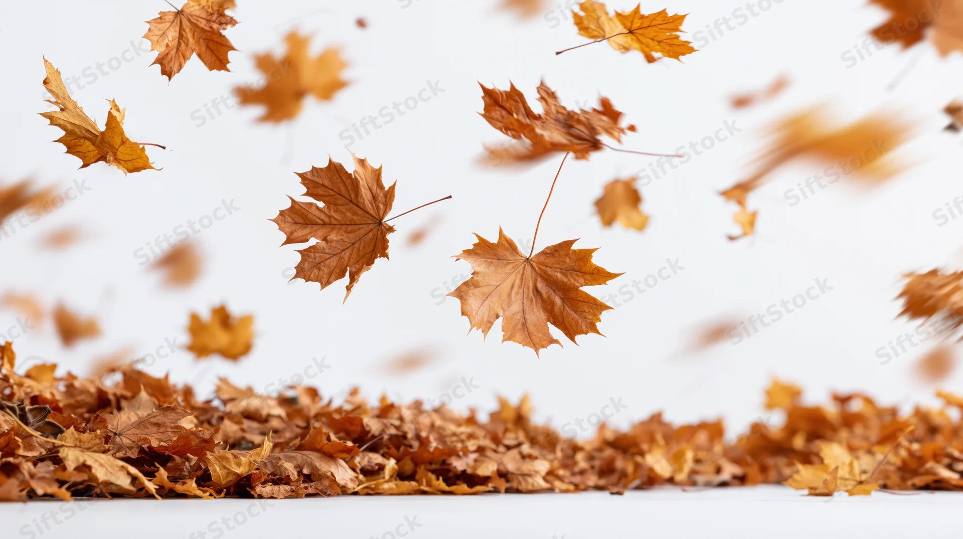 Dried maple leaves swirling in midair above a pile on white surface