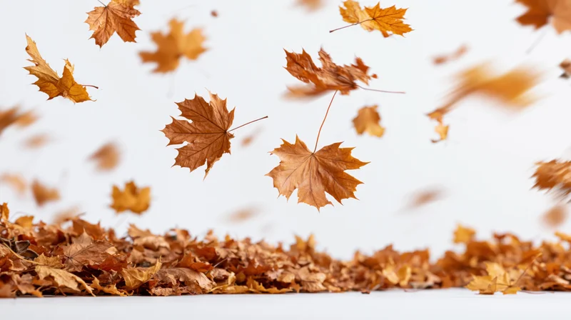 Dried maple leaves swirling in midair above a pile on white surface