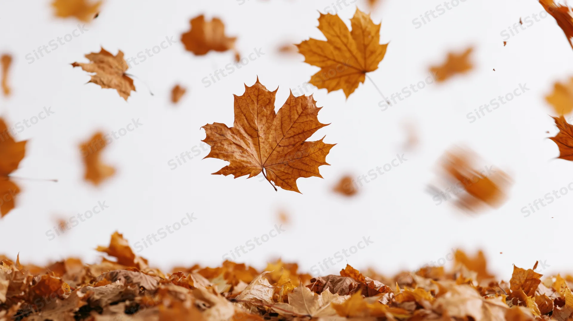 Dried maple leaves swirling in mid-air above a pile on the ground