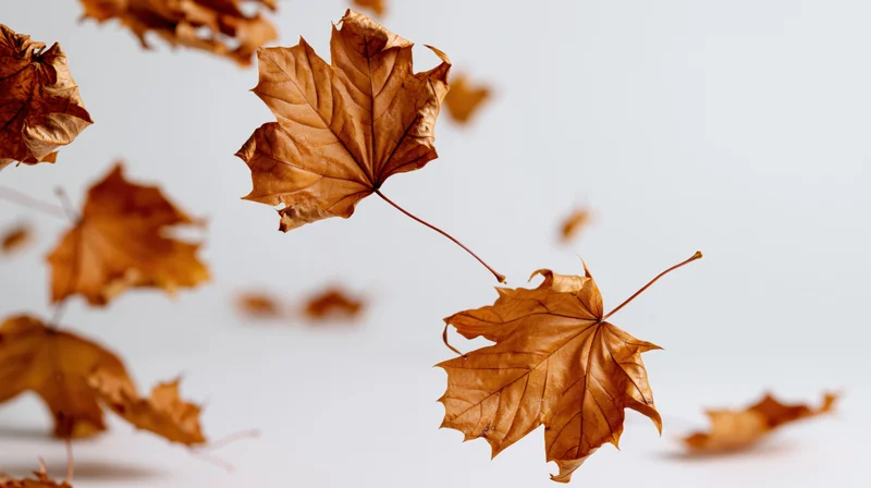 Dried maple leaves floating mid-air against a white background with copyspace