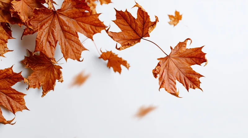 Dried maple leaves tumbling midair against white background with copyspace