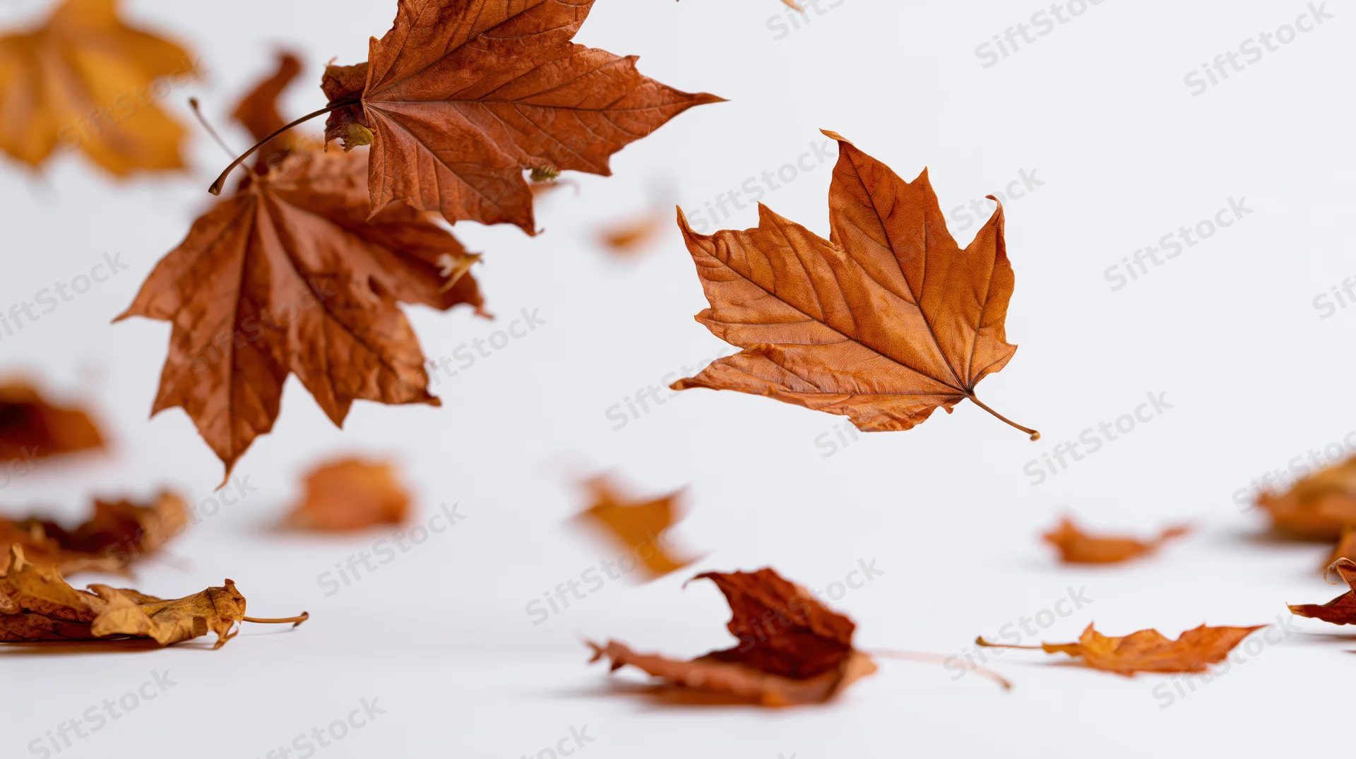 Dried maple leaves falling mid-air against a white background