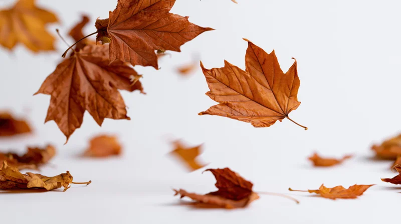 Dried maple leaves falling mid-air against a white background