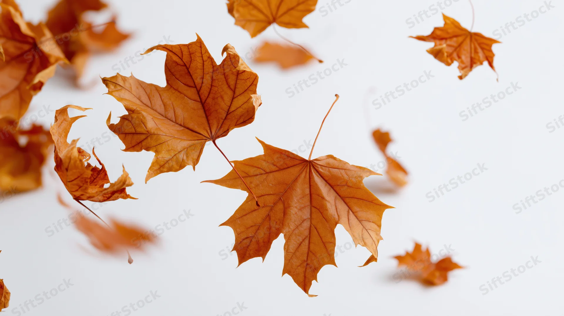 Dried maple leaves falling mid-air against a white background with copyspace