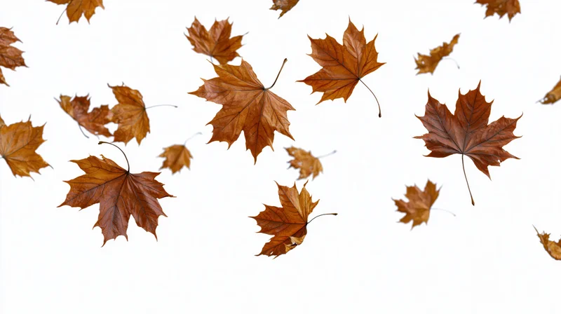 Dried maple leaves swirling in midair against a white background