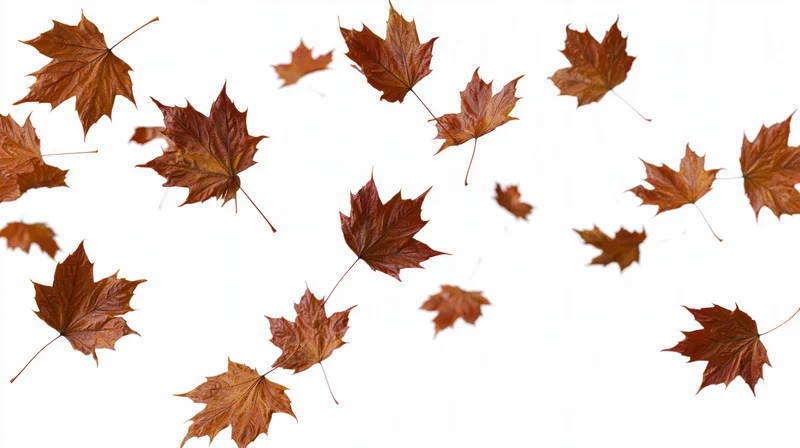 Dried maple leaves swirling in midair against a white background