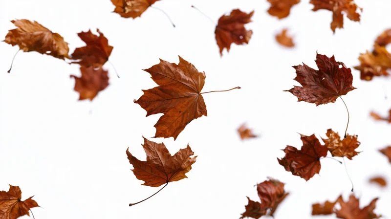 Dried maple leaves swirling in midair against a white background