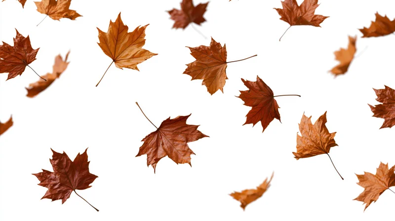 Dried maple leaves swirling in midair against a white background