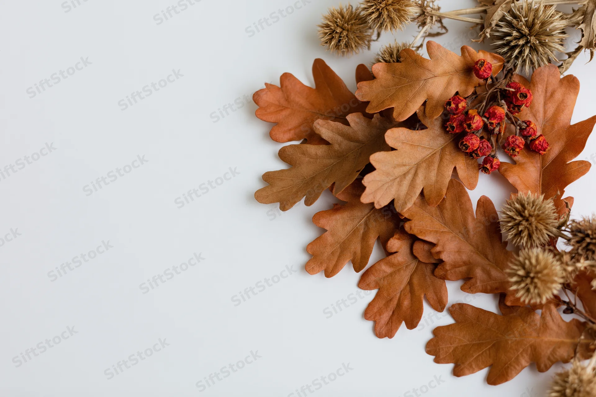 Dried oak leaves and red berries with thistle arranged on white surface
