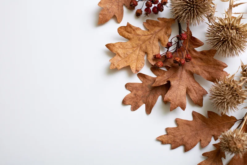 Dried oak leaves and thistle with red berries arranged on white surface