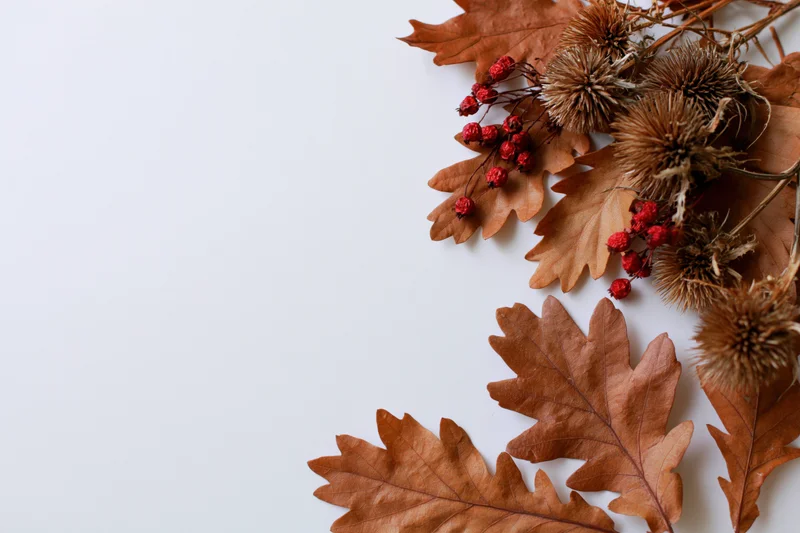 Dried oak leaves and red berries with thistle arranged on white surface