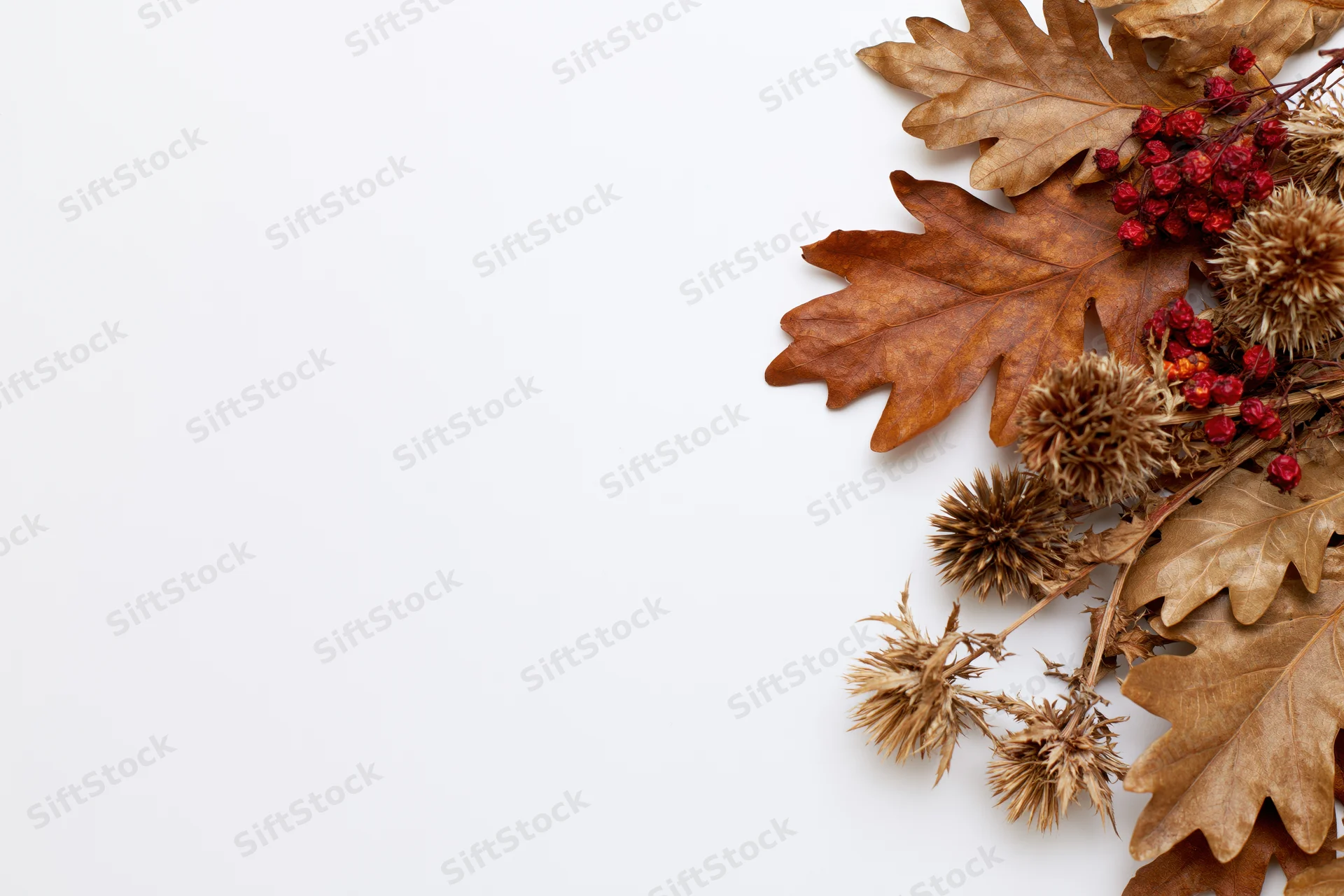 Dried oak leaves and red berries with thistle arranged on white background