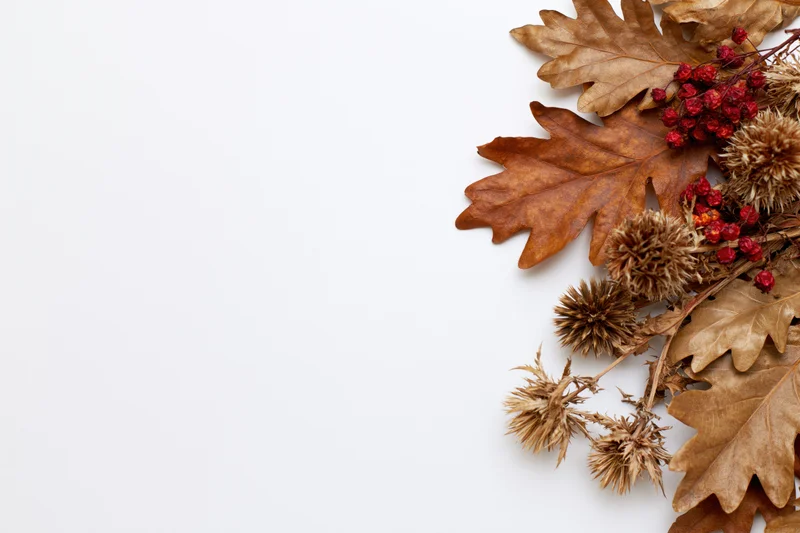 Dried oak leaves and red berries with thistle arranged on white background