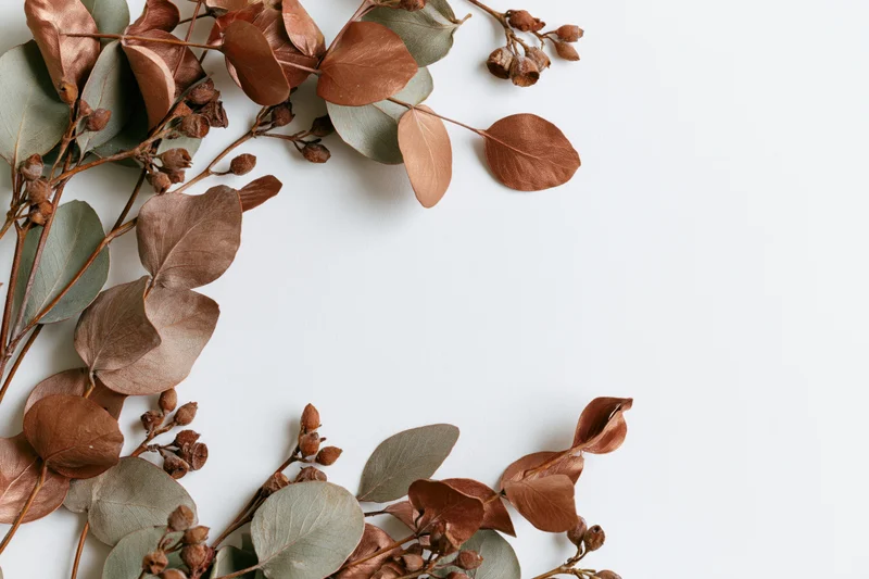 Dried eucalyptus branches with copper and sage leaves arranged in corner on white background