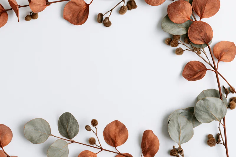 Dried eucalyptus branches arranged in a frame on white background with copyspace