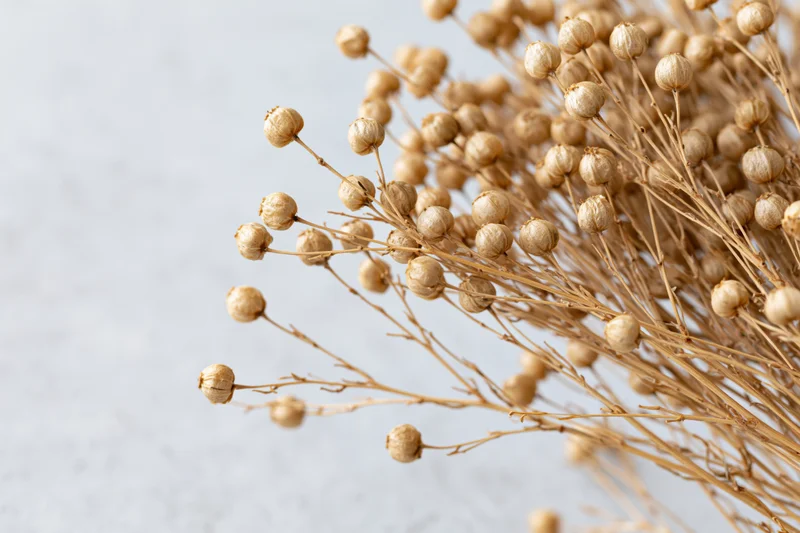 Dried flax plant stems with small round seed pods arranged on a light surface
