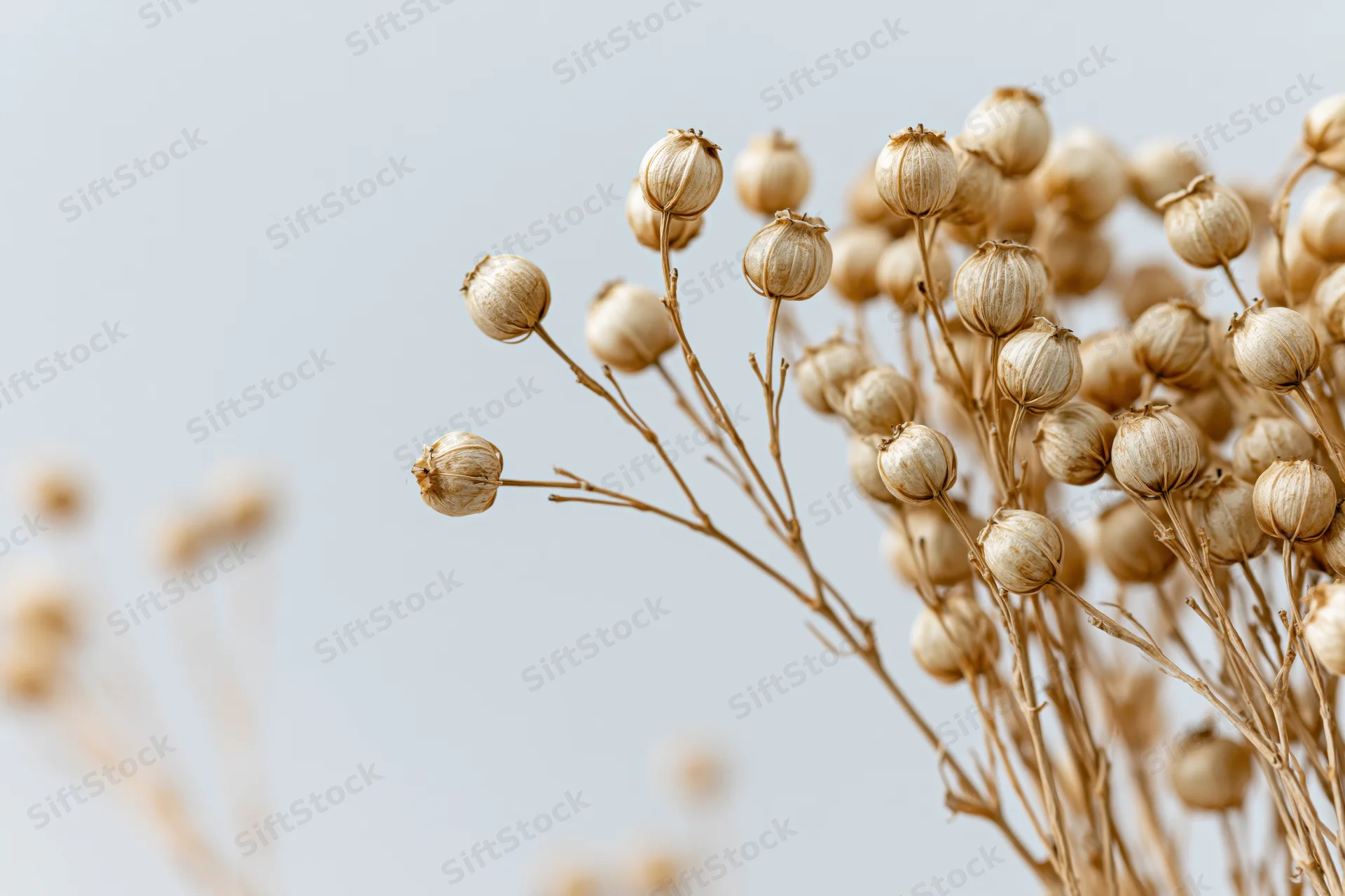 Dried flax plant stems with round seed pods arranged against a light neutral background