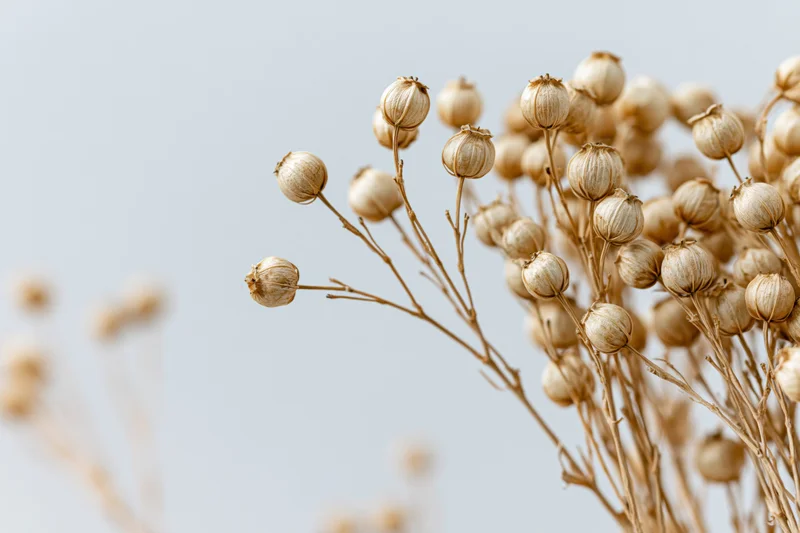 Dried flax plant stems with round seed pods arranged against a light neutral background