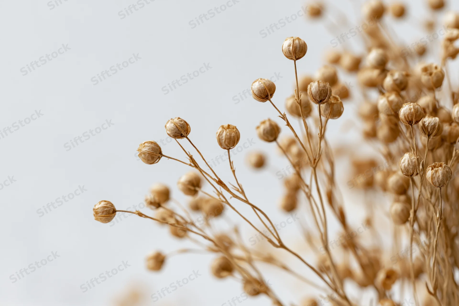 Dried flax plant stems with small round seed pods arranged against a light background