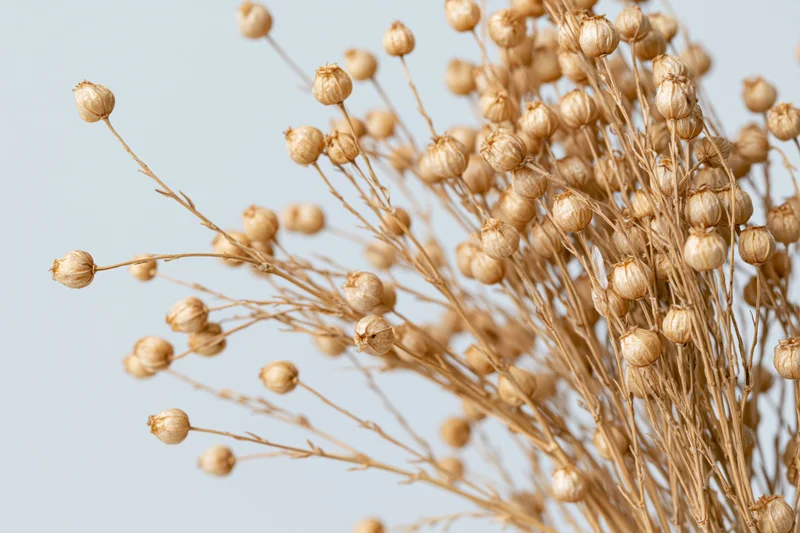 Dried flax plant stems with small round seed pods arranged against a light background