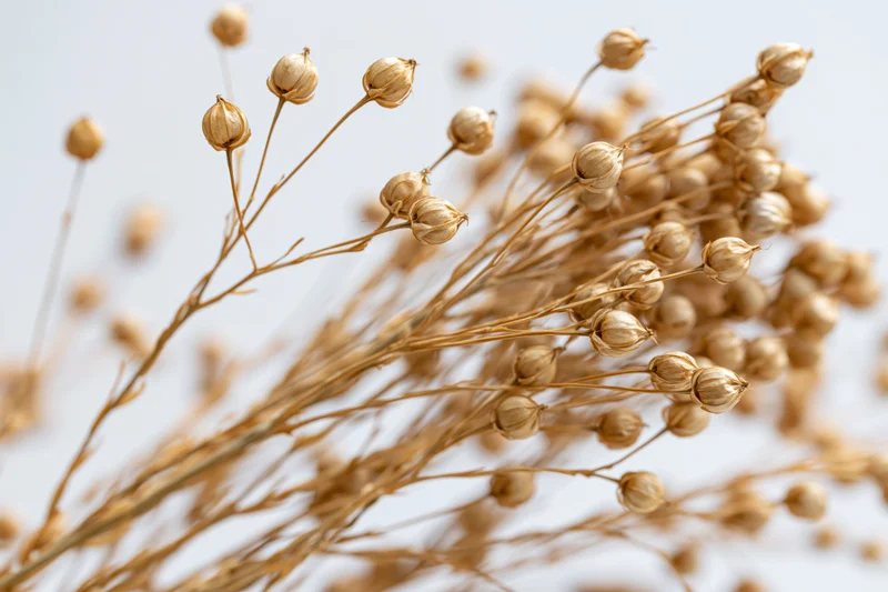 Dried flax plant stems with small round seed pods arranged against a white background