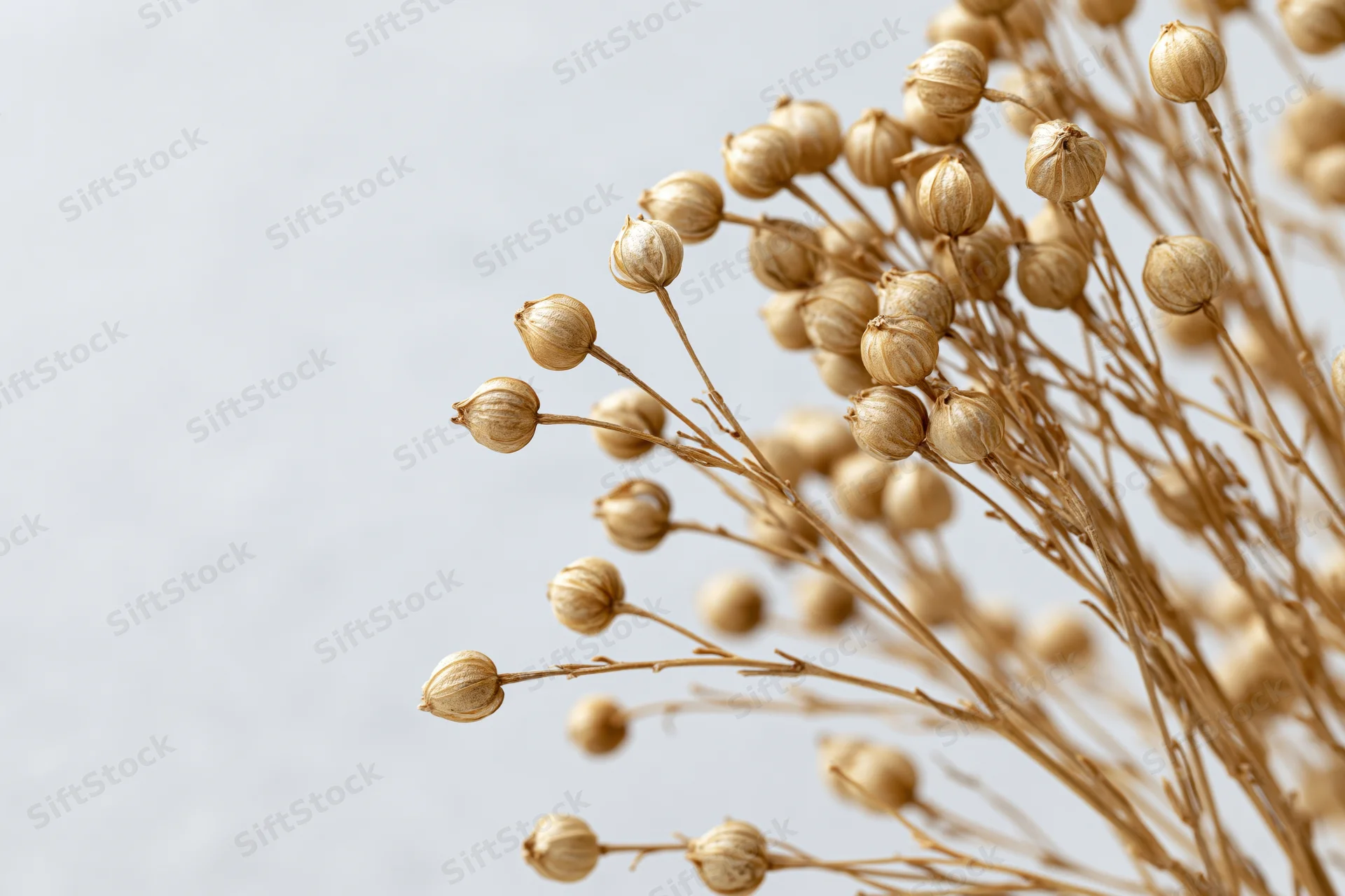Dried flax plant stems with small round seed pods arranged against a light background