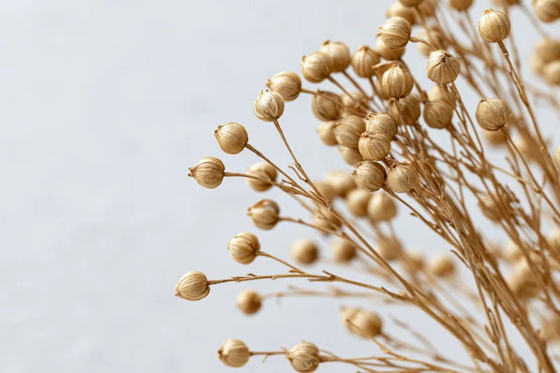 Dried flax plant stems with small round seed pods arranged against a light background