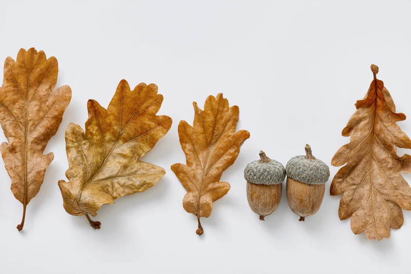 Dried oak leaves and two acorns arranged horizontally on white background