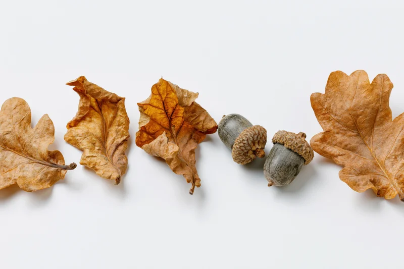 Dried oak leaves and acorns arranged horizontally on white background