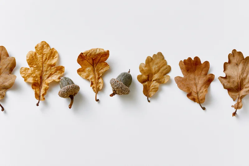 Dried oak leaves and acorns arranged in a horizontal row on white background