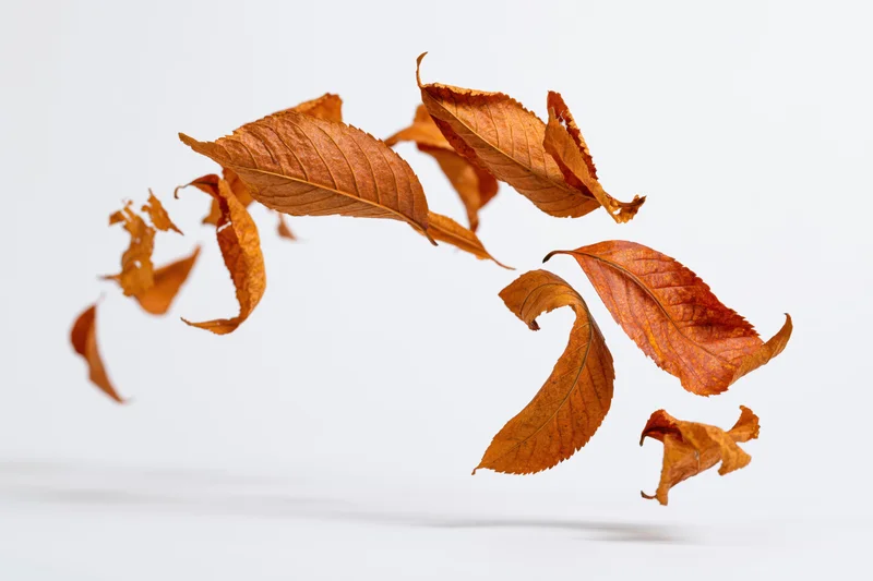 Dry autumn leaves falling in midair against a white background