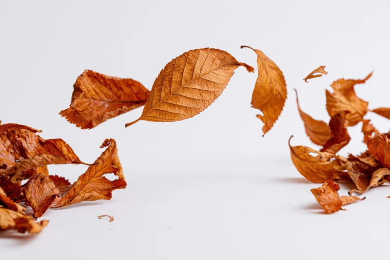 Dry autumn leaves in amber and rust tones scattered across a white surface with copyspace
