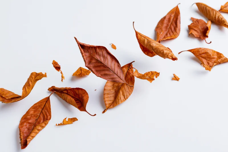 Dry autumn leaves scattered across a white surface in amber and rust tones