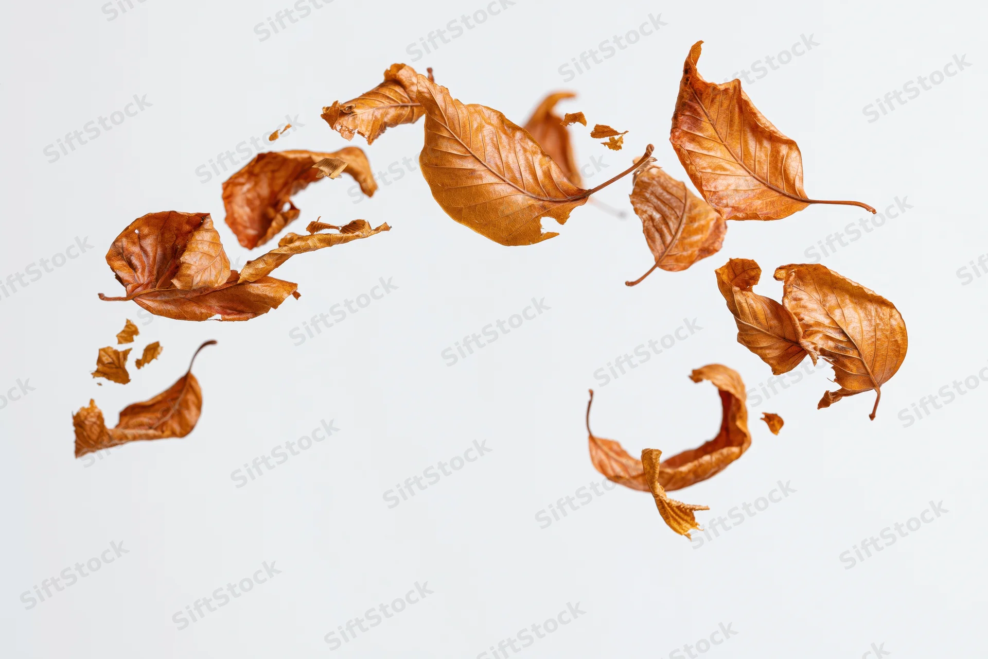 Dry autumn leaves in amber and rust tones floating against a white background