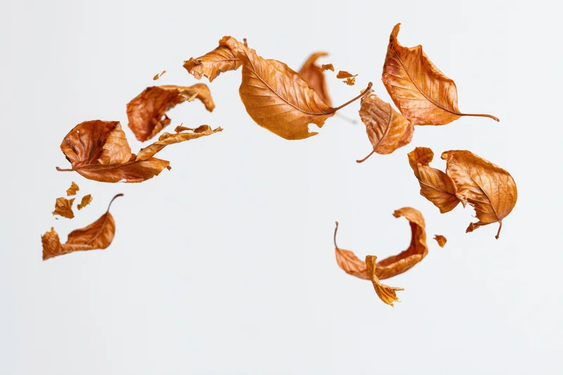 Dry autumn leaves in amber and rust tones floating against a white background