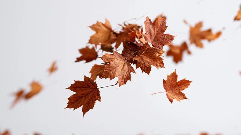 Dry maple leaves falling mid-air in a diagonal sweep against a light background