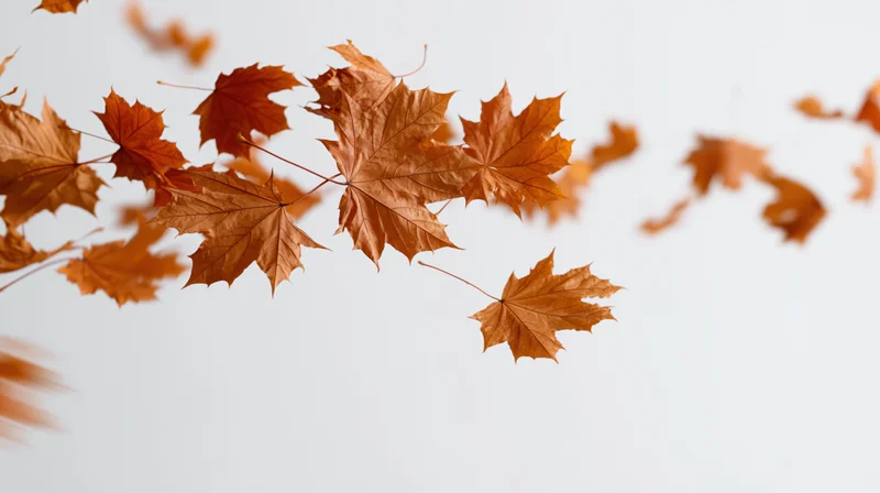 Dry maple leaves falling diagonally across a soft white sky