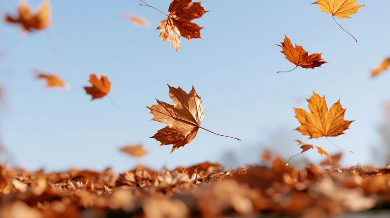 Dry maple leaves falling through the air above a carpet of fallen foliage under a clear blue sky