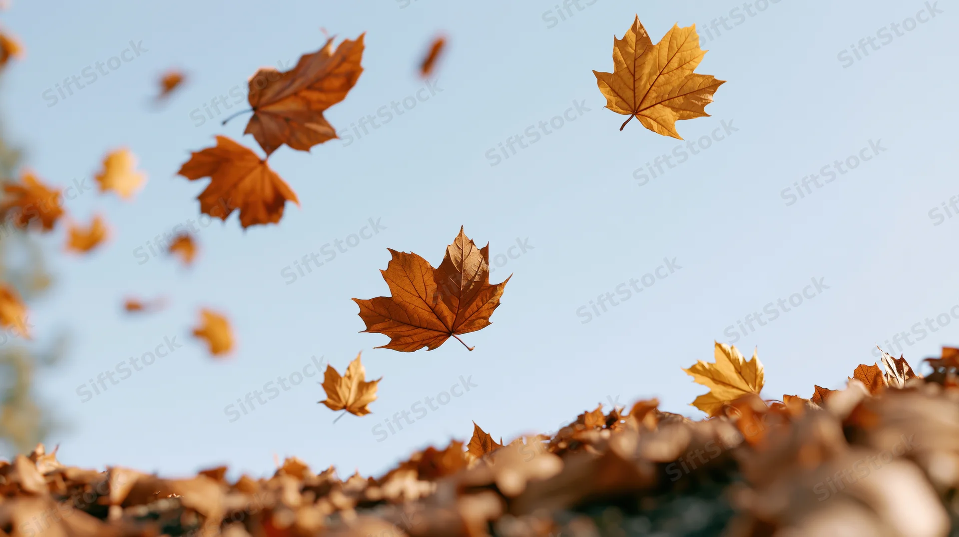 Maple leaves falling in wind against blue sky with pile on ground