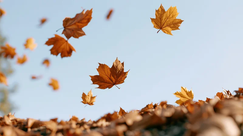 Maple leaves falling in wind against blue sky with pile on ground