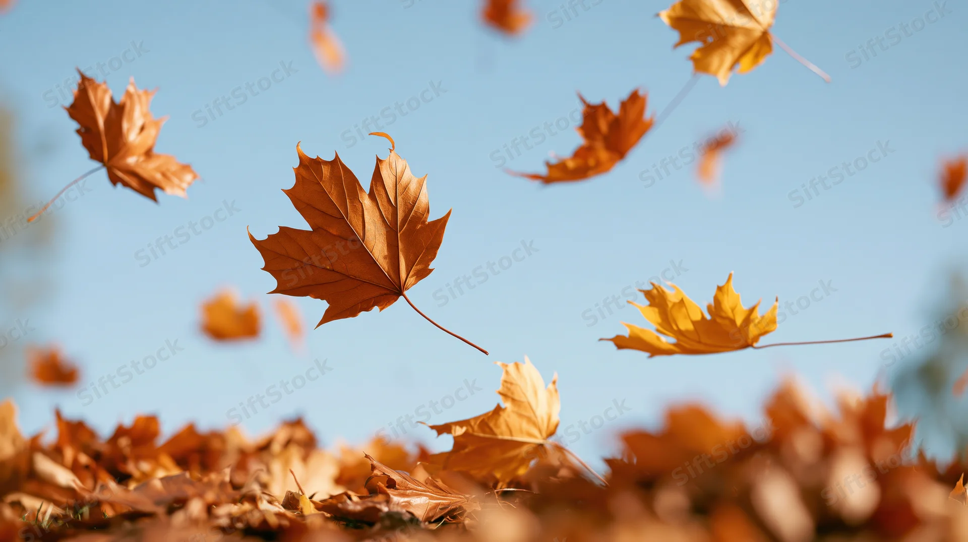 Dry maple leaves falling through the air against a blue sky with a pile of leaves on the ground below