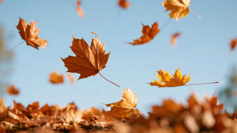 Dry maple leaves falling through the air against a blue sky with a pile of leaves on the ground below