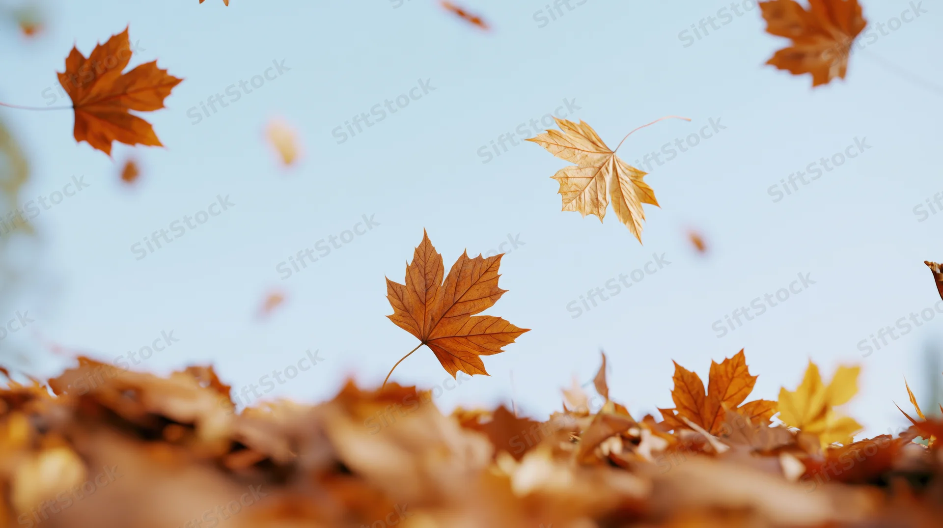 Dry maple leaves falling and spinning in the air above a carpet of fallen foliage under a clear blue sky