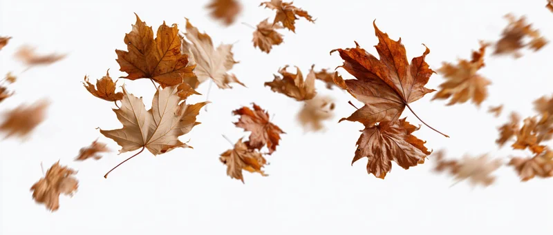 Dry maple leaves swirling in wind against white background