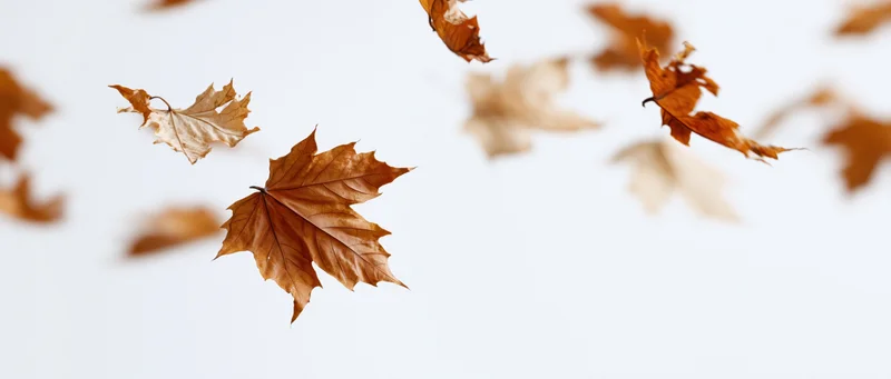 Dry maple leaves swirling in midair against a white background