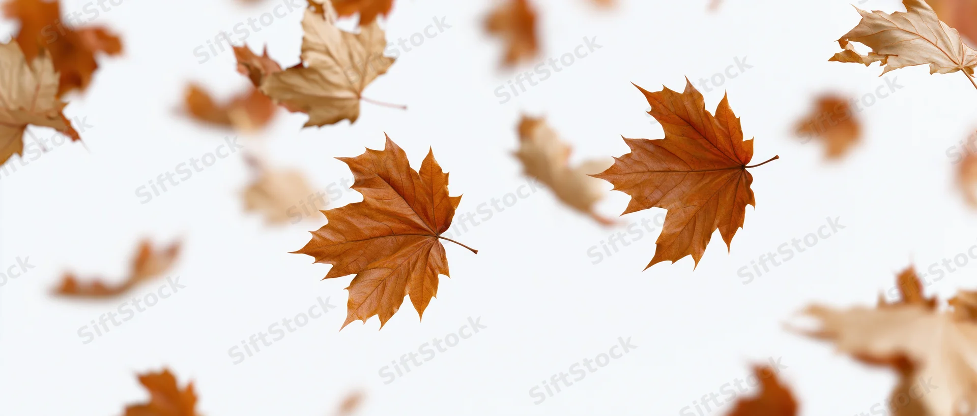Dry maple leaves swirling in mid-air against a white background