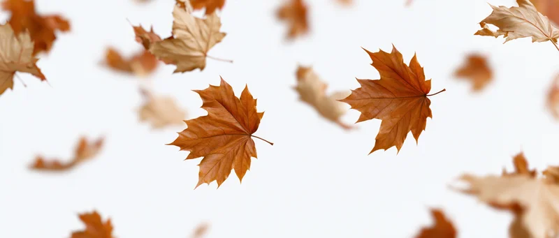 Dry maple leaves swirling in mid-air against a white background