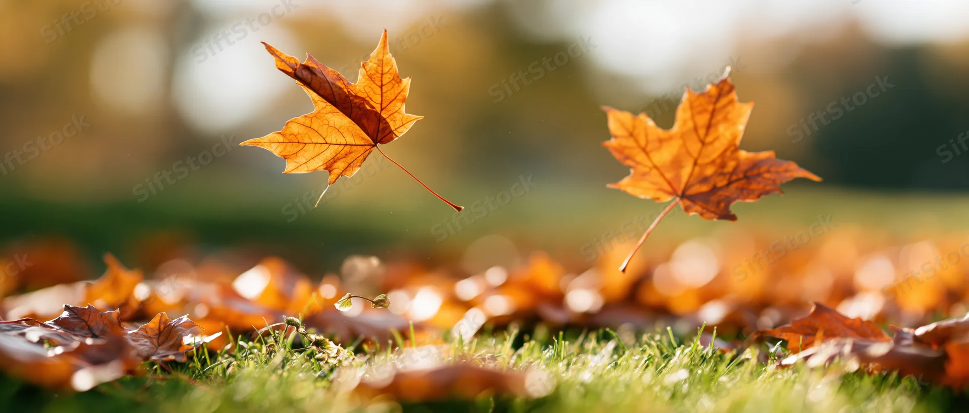Two maple leaves falling over green grass scattered with autumn foliage